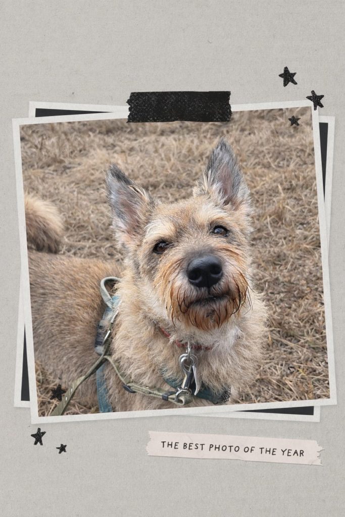 ワンだふるファミリーからの近況報告:2026年1月31日(土曜日) 10 bca420091907964a58a8b516519c6235