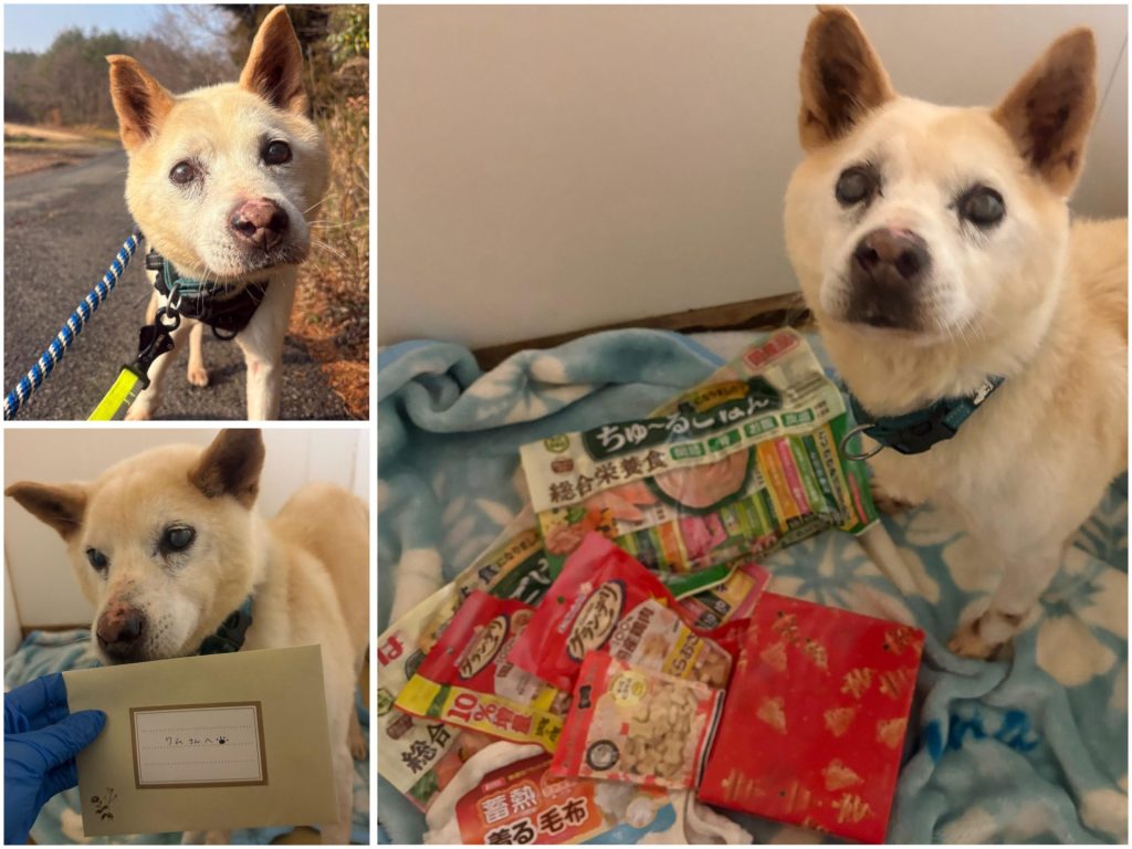 ワンだふるファミリーからの近況報告:2026年1月31日(土曜日) 11 4f0a623bdd41b7fa906e06d3dec9ce58