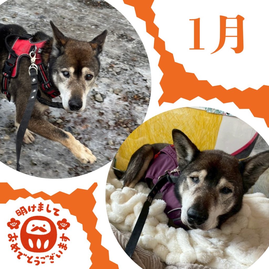 ワンだふるファミリーからの近況報告:2026年1月31日(土曜日) 12 d1100ced174ec7fc02a4066fe4644ef3