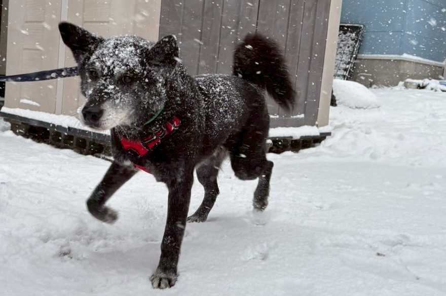 ワンだふるファミリーからの近況報告:2026年1月31日(土曜日) 14 24a43615bbe72df974b2cf5d530742df