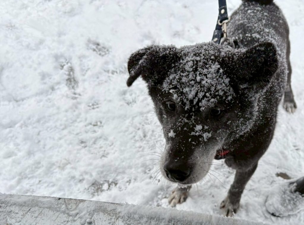 ワンだふるファミリーからの近況報告:2026年1月31日(土曜日) 15 4e96ba4a726c1de582a2b46442be9e90