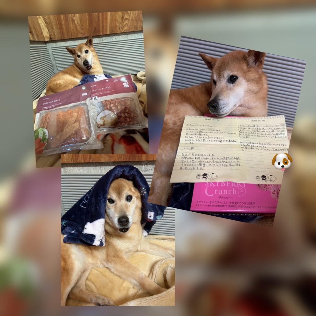 ワンだふるファミリーからの近況報告:2026年1月31日(土曜日) 17 558a66f06f118f927649502422515cbf