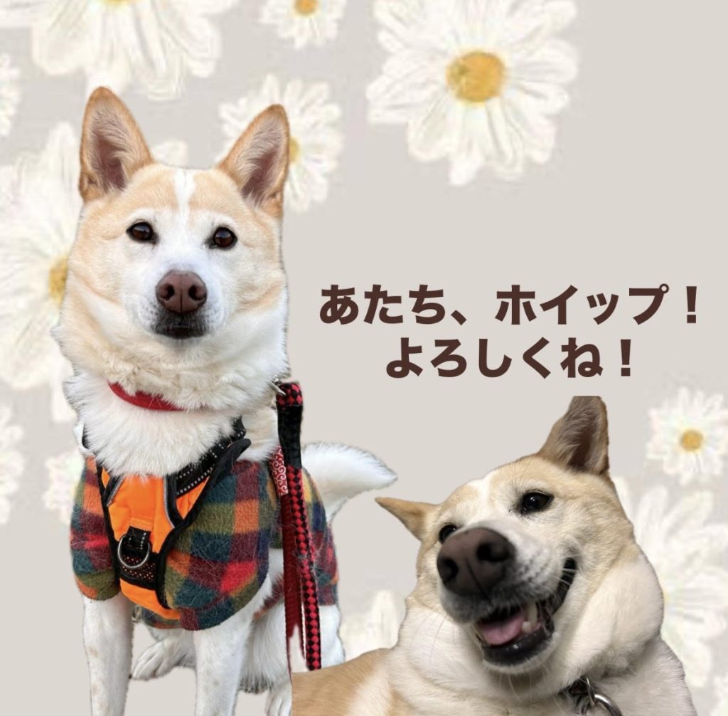 ワンだふるファミリーからの近況報告:2026年1月31日(土曜日) 22 7b3c32c72ce7a6639766379a7d3c15cc