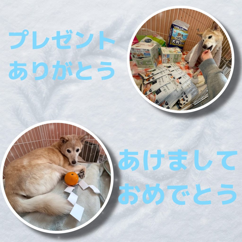 ワンだふるファミリーからの近況報告:2026年1月31日(土曜日) 20 f819d6428bc3e0b807315df1c9edf6b2