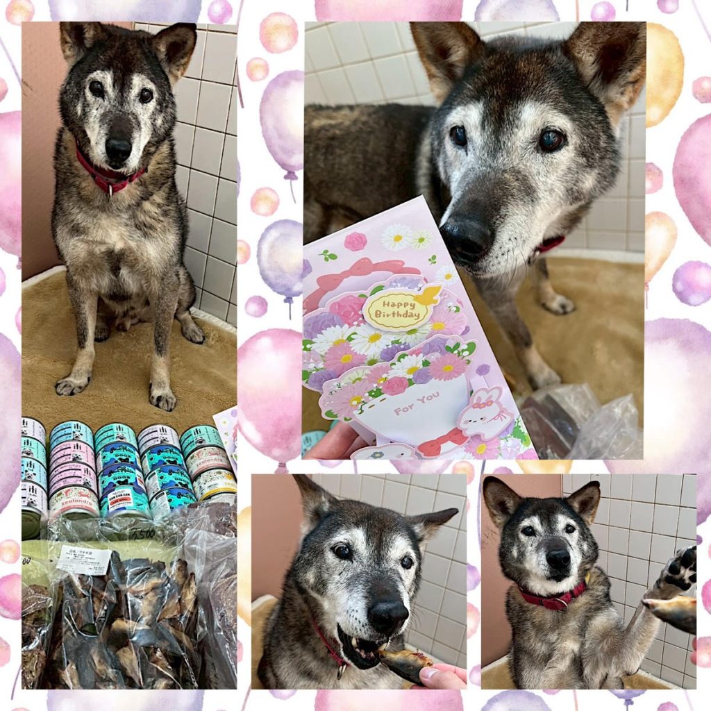 ワンだふるファミリーからの近況報告:2026年1月31日(土曜日) 9 aa5c67357d6ebfeaf568f153f71a94a6