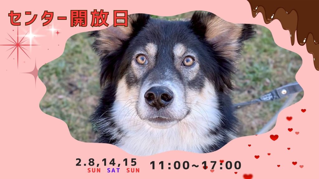 譲渡会・イベントのご案内 8 c041628b707154bcfa8bb93086434fd2