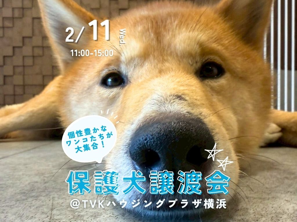 譲渡会・イベントのご案内 7 52b76f815c6a53085a3432c4b0350a1c