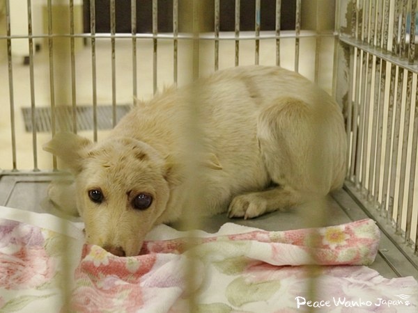 【速報・環境省発表】2024年度の犬・猫の殺処分数6,830頭。減少の裏で見える課題 2 20260204 1