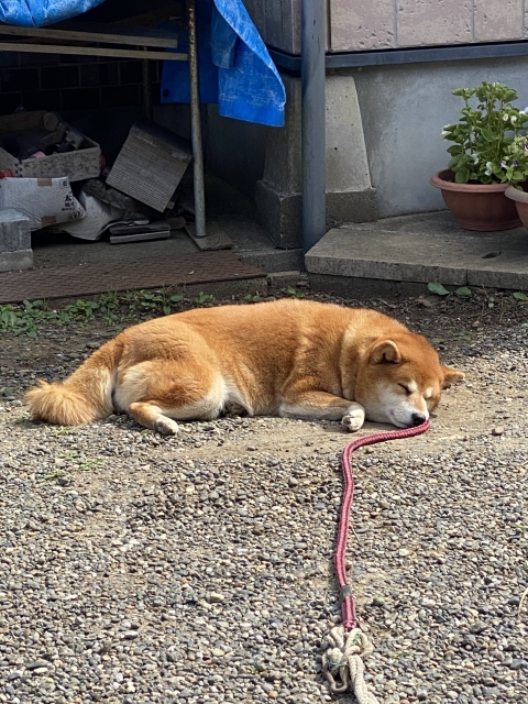 7d36f4fdc44d6fd1a4c4f7dddfdd2851