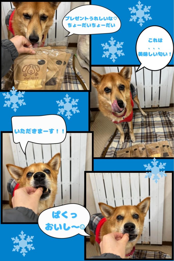 ワンだふるファミリーからの近況報告：2026年2月11日(水曜日) - ピース