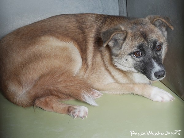 岡山県動物愛護センターから初の引き出し。行き場がない犬たち 4 20250206 1 1