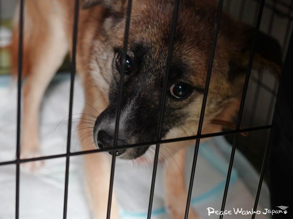 岡山県動物愛護センターから初の引き出し。行き場がない犬たち 3 20250206 1 3