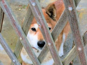 17dd6acff061a124009c0fc600cfd72c