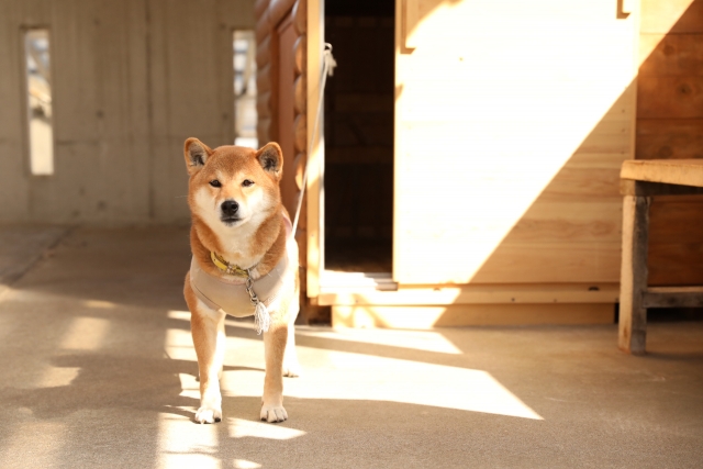 犬の外飼いは虐待になる?リスクを知り愛犬を守るための環境づくりとは 5 77618e33ceb4690b2dfe71c589ef99dc