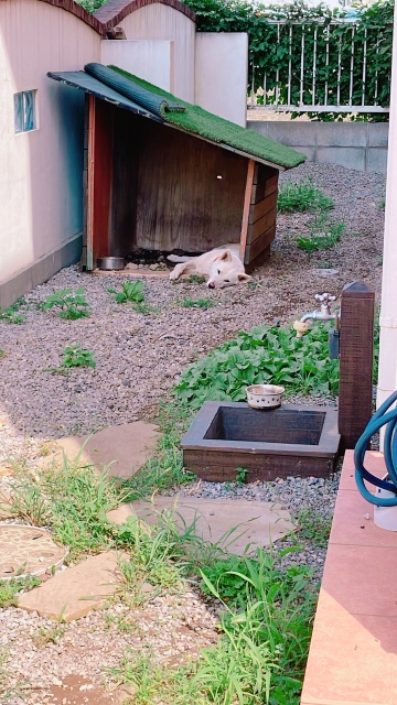 犬の外飼いは虐待になる?リスクを知り愛犬を守るための環境づくりとは 6 31df41edaae65712d80f8ceee7e7c7a4