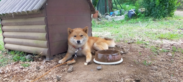 犬の外飼いは虐待になる?リスクを知り愛犬を守るための環境づくりとは 7 daf16df1c34f427e9ece4fed020c075c