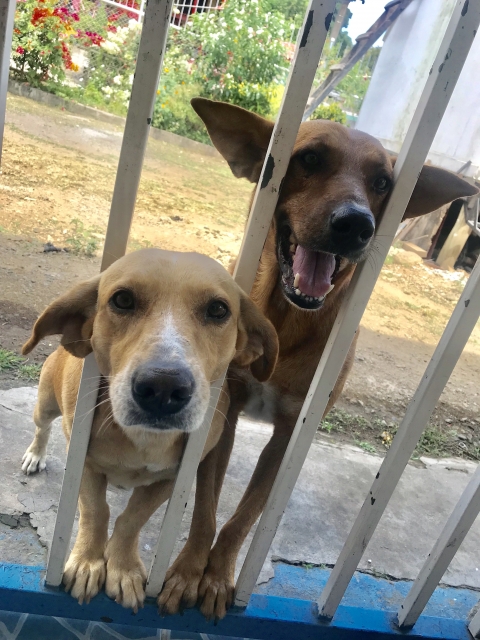 犬の外飼いは虐待になる?リスクを知り愛犬を守るための環境づくりとは 12 d3a6c9b1d24623d6d1c300617e973297