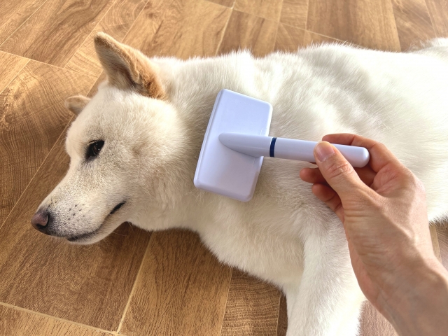 犬の外飼いは虐待になる?リスクを知り愛犬を守るための環境づくりとは 16 cf29638c142baa4479c5f311bfafdbca