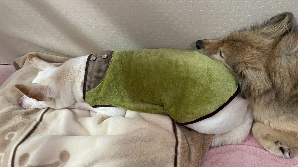 2925d71f8a59cfad164a4ab032b73cae