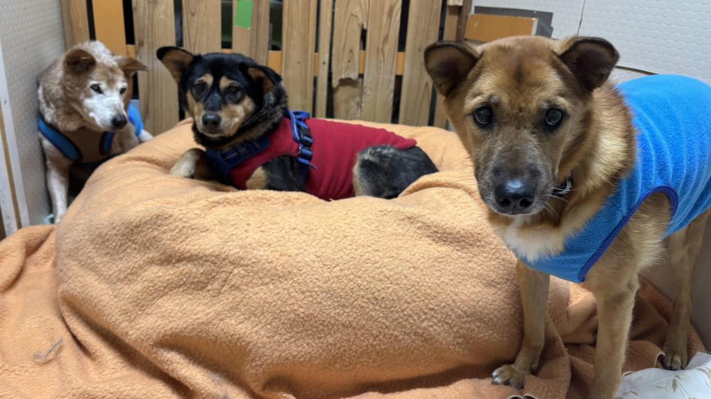 a7d1a187bcf9de4761283acc9d8c3dbe