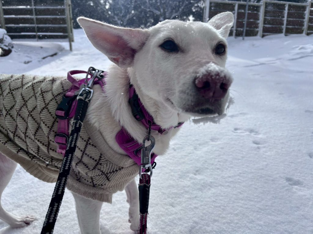 86a4f2a3c0837648c4d73e07b40f8082