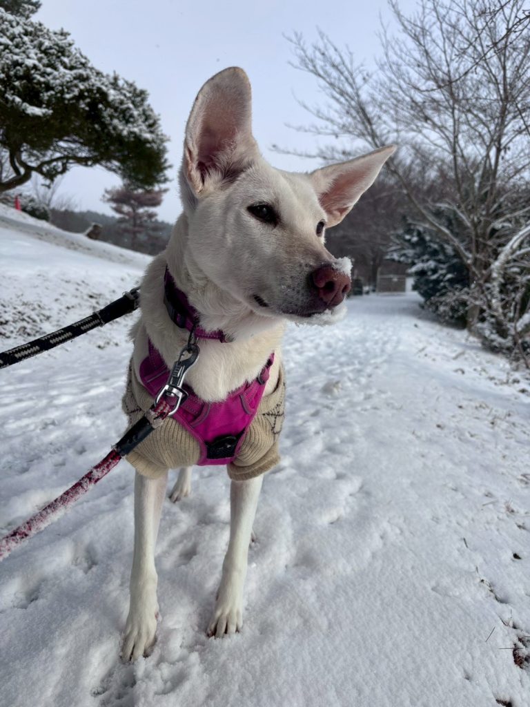 06ead89e9dedeecc61f99a03051fc0e3