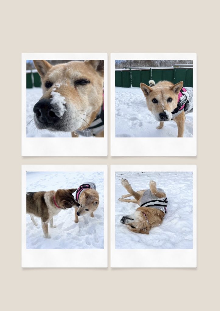 95761cfbba5e4dc5d3a52d91f7ad6d52