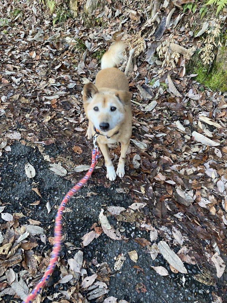 a5982e4eaf38fe8641f9281d2edf520a