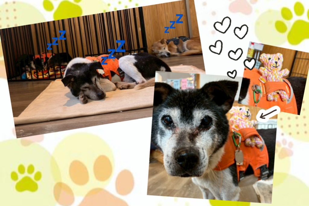 068a7c37f21f55f81b6599c2e2df99f6