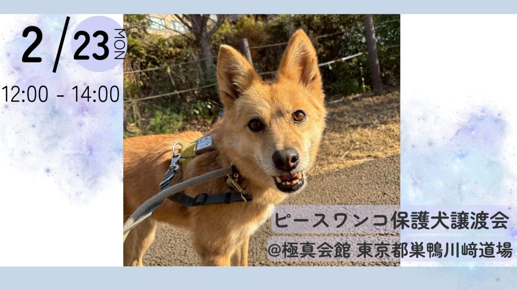 【ピースワンコの譲渡会】2/23(月祝)保護犬🐾譲渡会に参加(あきる野・湘南・世田谷)(東京/豊島区) 2 2f718cac81b324c8b069fbafc3857cc9