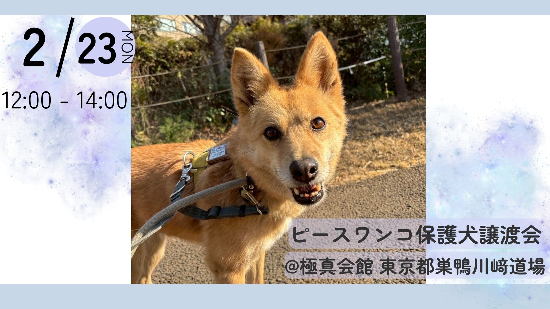 ピースワンコの譲渡会】2/23（月祝）保護犬🐾譲渡会に参加(あきる野
