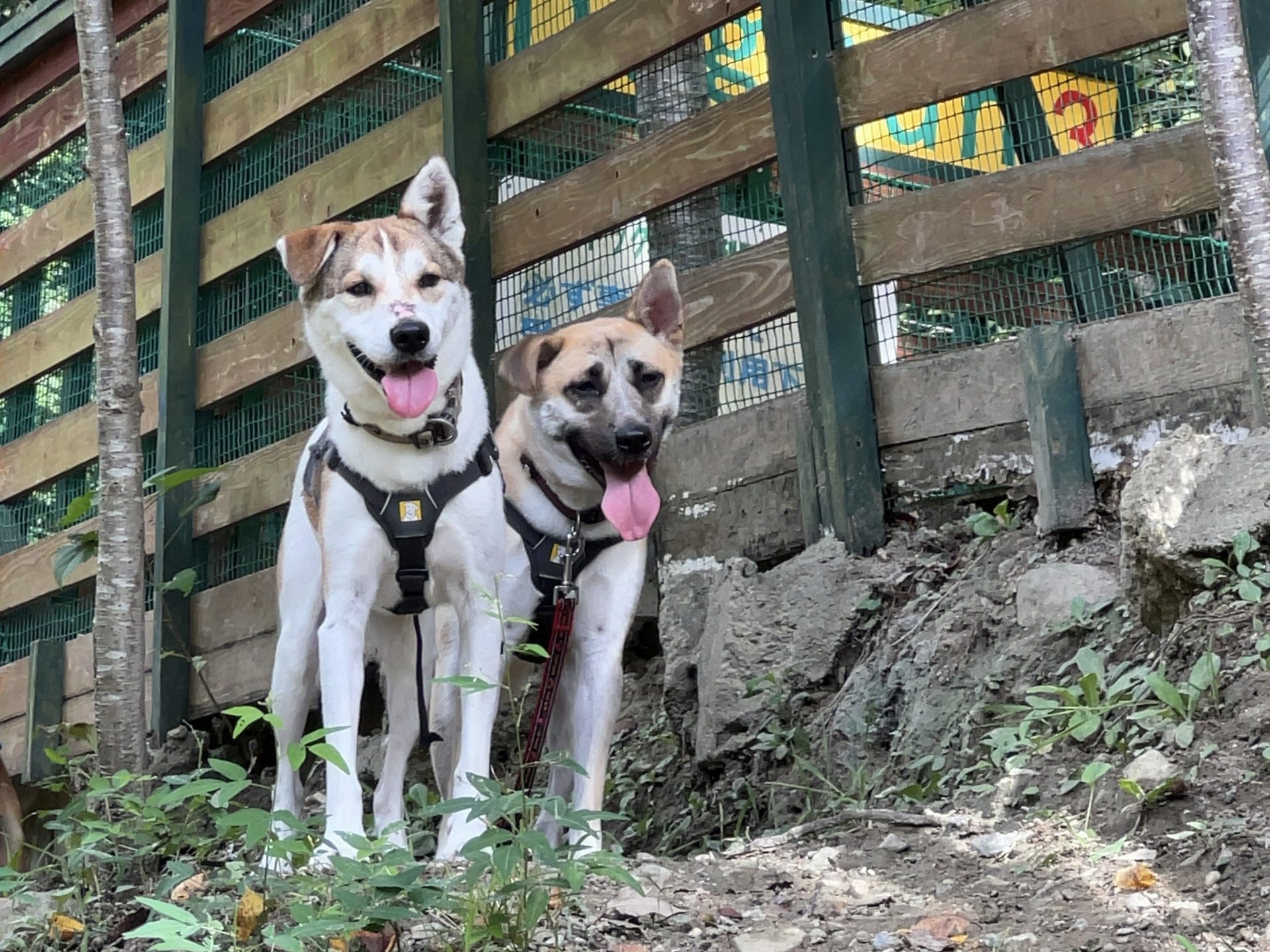 犬の多頭飼いで失敗しないためには?相性や費用の注意点を解説 2 1d3a4222b813068003b4cbefe50fa548