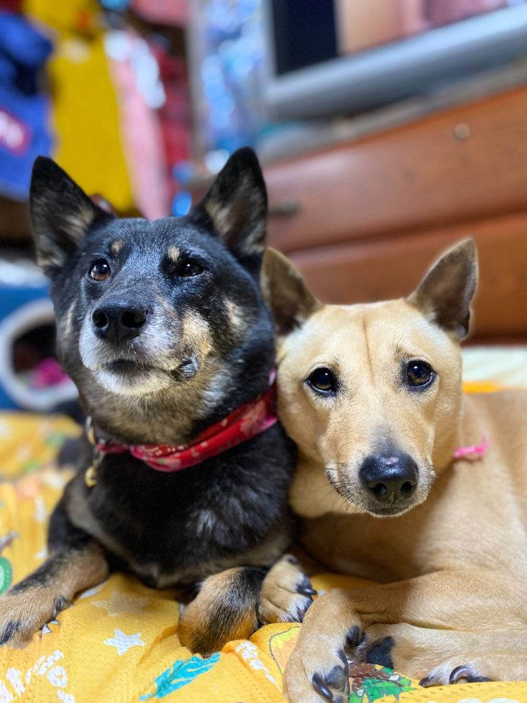 犬の多頭飼いで失敗しないためには?相性や費用の注意点を解説 6 cce7552cbd0c6f407e63742f37539de4