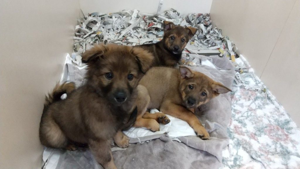 犬の多頭飼いで失敗しないためには?相性や費用の注意点を解説 7 84080966fde6ba1dc5393e45725bea53