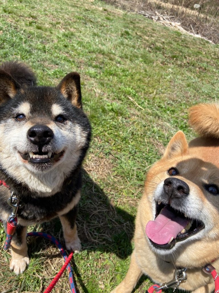 犬の多頭飼いで失敗しないためには?相性や費用の注意点を解説 8 fb273c6d2ba8cd2c576c18e92eea782d