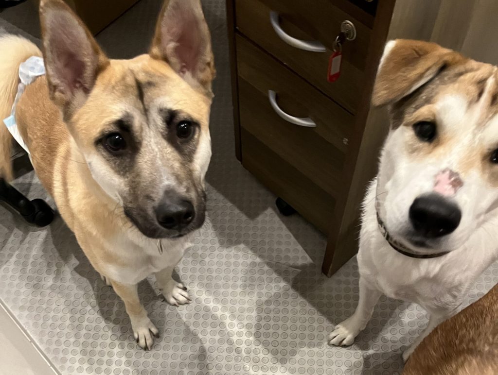 犬の多頭飼いで失敗しないためには?相性や費用の注意点を解説 9 31e0caaec011f3fbf74cc617f068796c