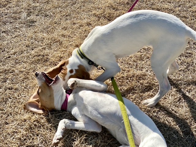 犬の多頭飼いで失敗しないためには?相性や費用の注意点を解説 11 3faa37faea5a6998863bbaad51258800