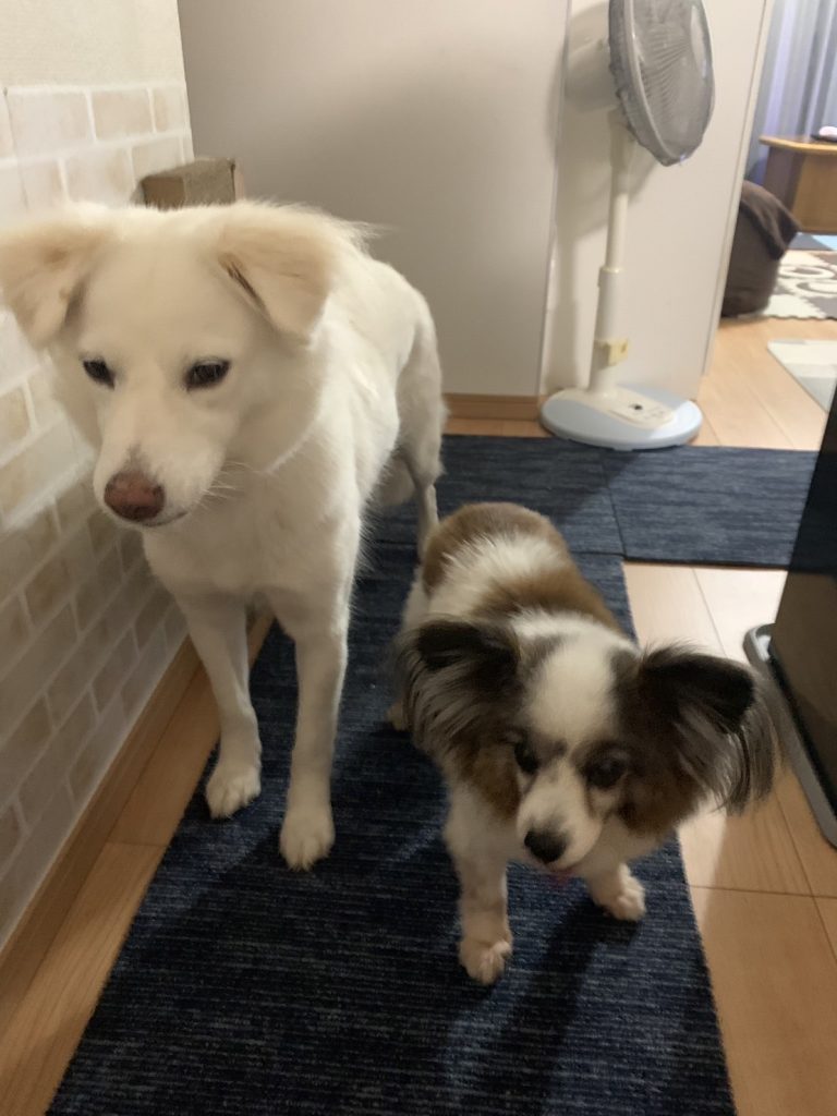 犬の多頭飼いで失敗しないためには?相性や費用の注意点を解説 12 6ad3a64c91c8dad3e32bee45eb81930a