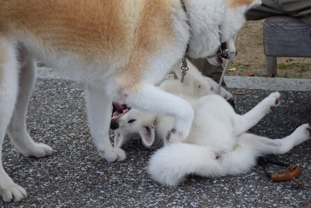 犬の多頭飼いで失敗しないためには?相性や費用の注意点を解説 13 b77fa5f4ed64d3000a1c75b33097ac71