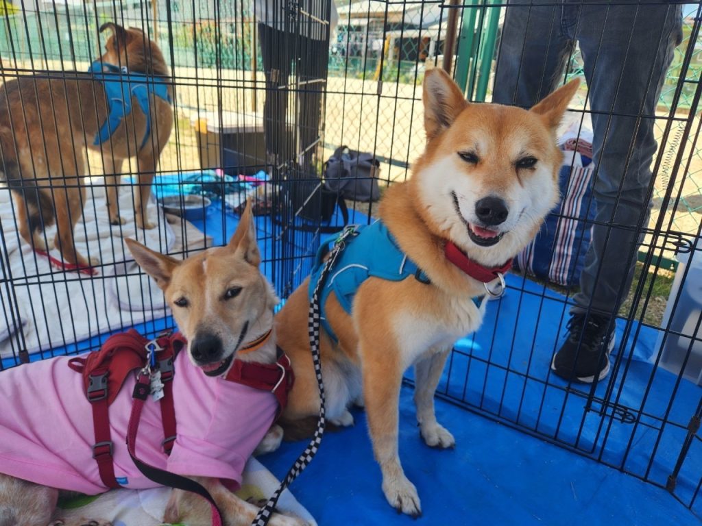 犬の多頭飼いで失敗しないためには?相性や費用の注意点を解説 15 f1dc86b5bcd02de640fa4cd98d6e056d