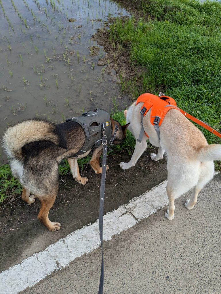 犬の多頭飼いで失敗しないためには?相性や費用の注意点を解説 16 5f2309359cc174d1b7ddc57f2ca5b668