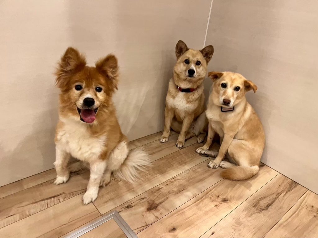 犬の多頭飼いで失敗しないためには?相性や費用の注意点を解説 17 47f30f9f0428e9f4ac75f38d9b7e57b3