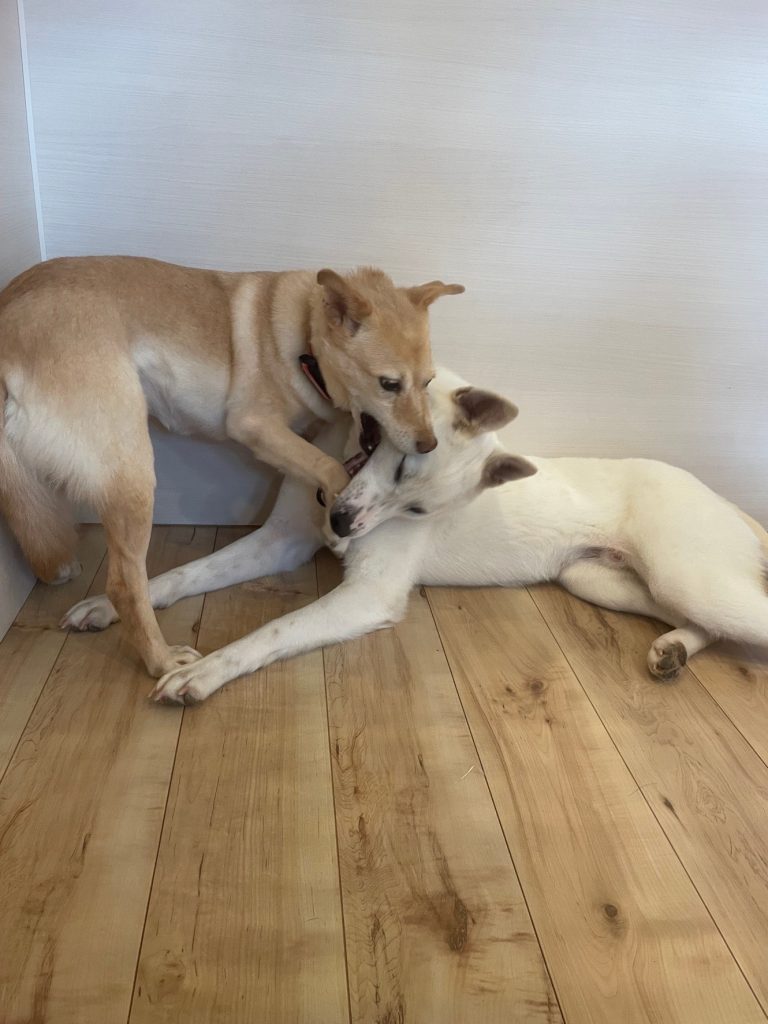 犬の多頭飼いで失敗しないためには?相性や費用の注意点を解説 18 28ba1fe404500614f525a319f0af8e60