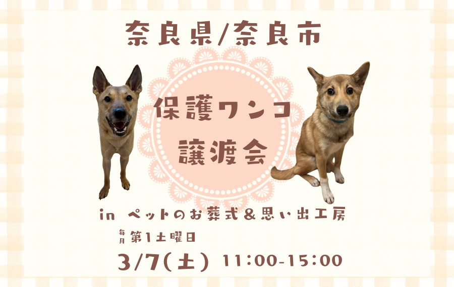 【ピースワンコの譲渡会】3/7(土)「譲渡会inペットのお葬式&思い出工房」開催(奈良/奈良市) 2 5633c7851c03951727d35ac41b8bc770