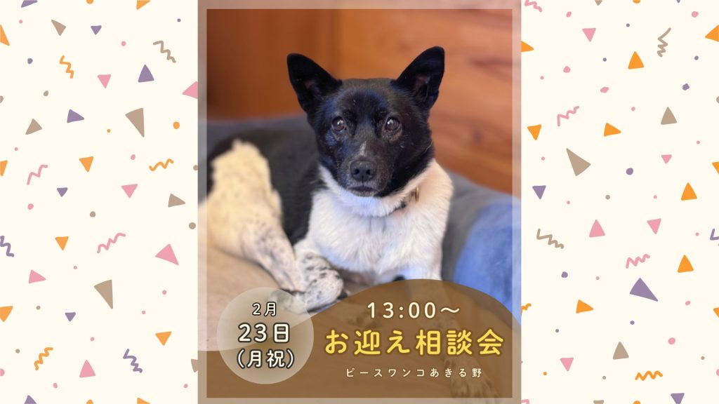 【ピースワンコのイベント】2/23(月祝)「保護犬お迎え相談会」を開催(あきる野譲渡センター) 1 d380f597fb47602addc3dc47f0d53716 1