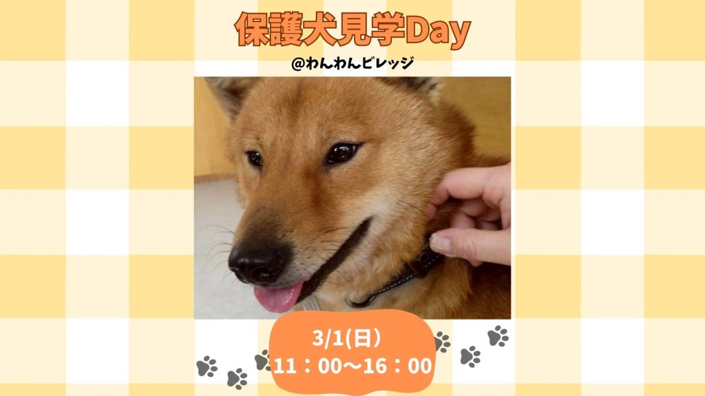 【ピースワンコの譲渡会】3/1(日)保護犬見学Day@わんわんビレッジ(福岡/飯塚市) 1 1fa3d965768ac046f0fd73ed5655378f
