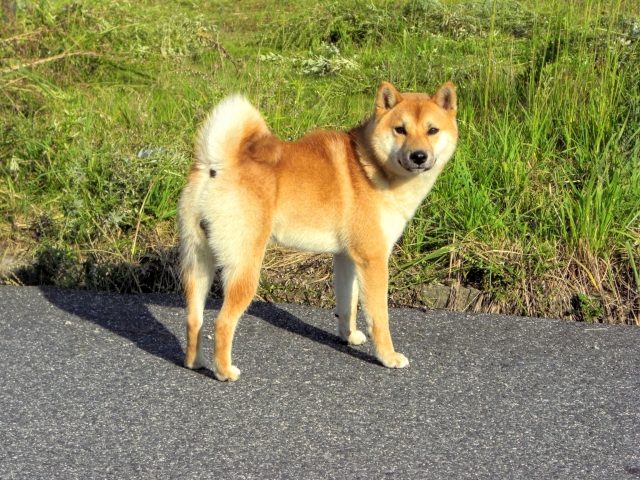 Journal 4 0bd36df5fa8fd63176f37b9d28957da5