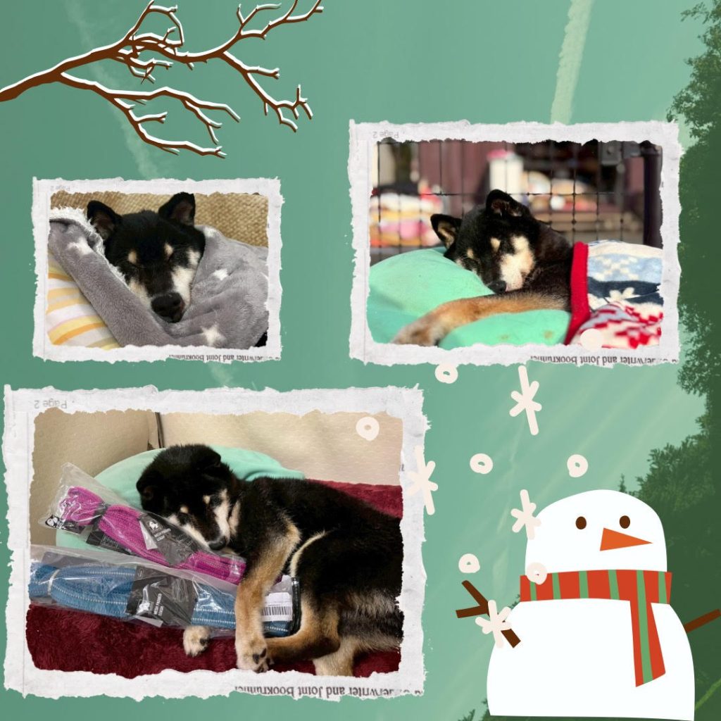 ワンだふるファミリーからの近況報告:2026年2月21日(土曜日) 2 d7232931373fbefe85264959388eb1e7