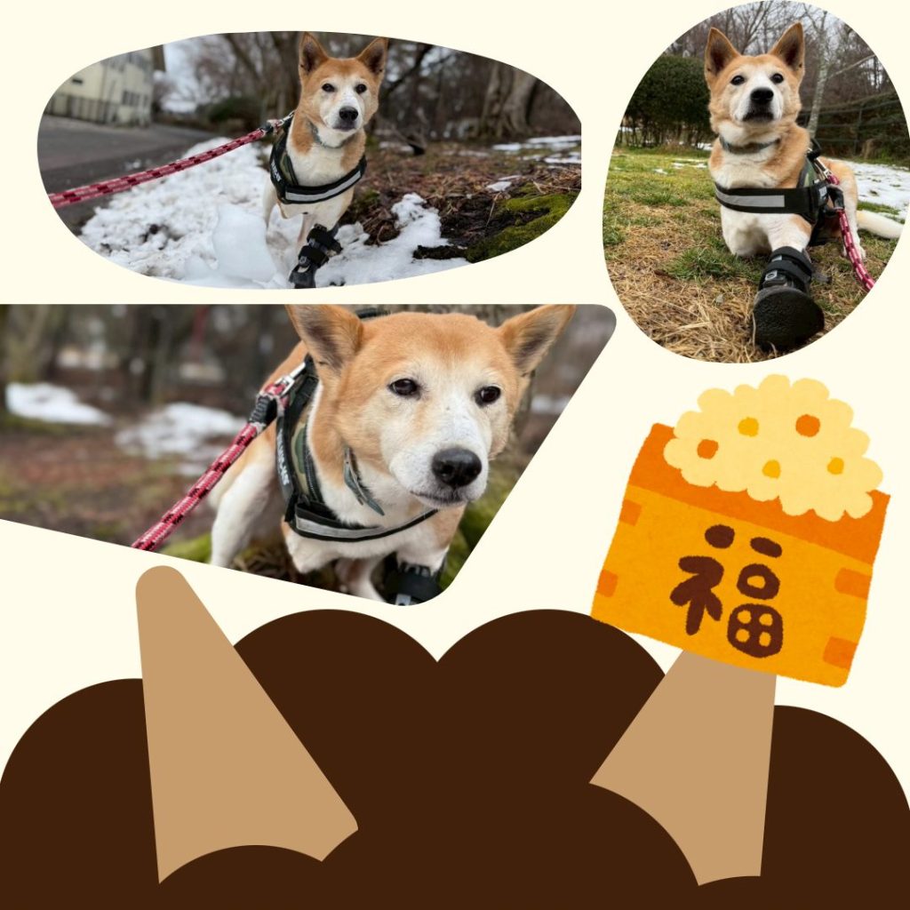 ワンだふるファミリーからの近況報告:2026年2月21日(土曜日) 3 2f36528f22d2f5cb92ad897b24b393c3