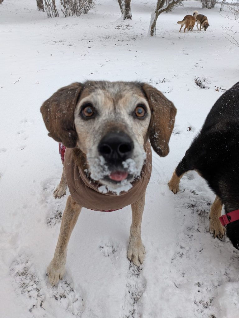 ワンだふるファミリーからの近況報告:2026年2月21日(土曜日) 5 7d9175e6ae5ccf4b1610092911444e47